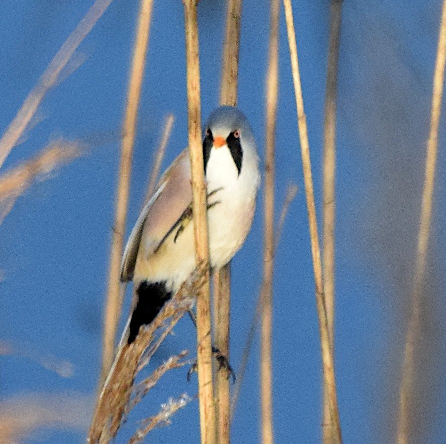 A Bearded Reedling, photography through spotting scope (Digiscoping)