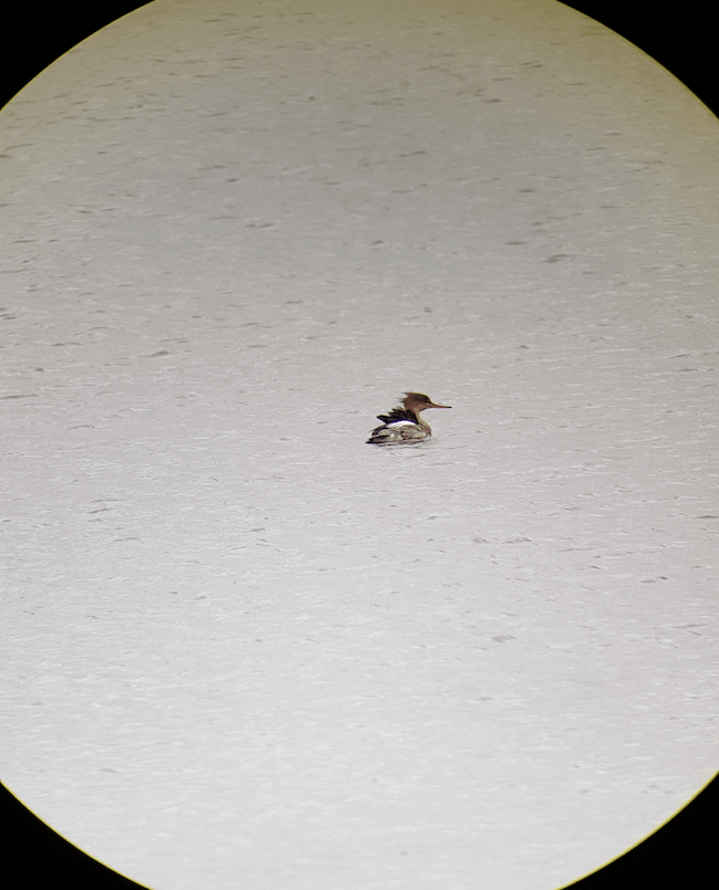 A merganser at sea, digiscopied.