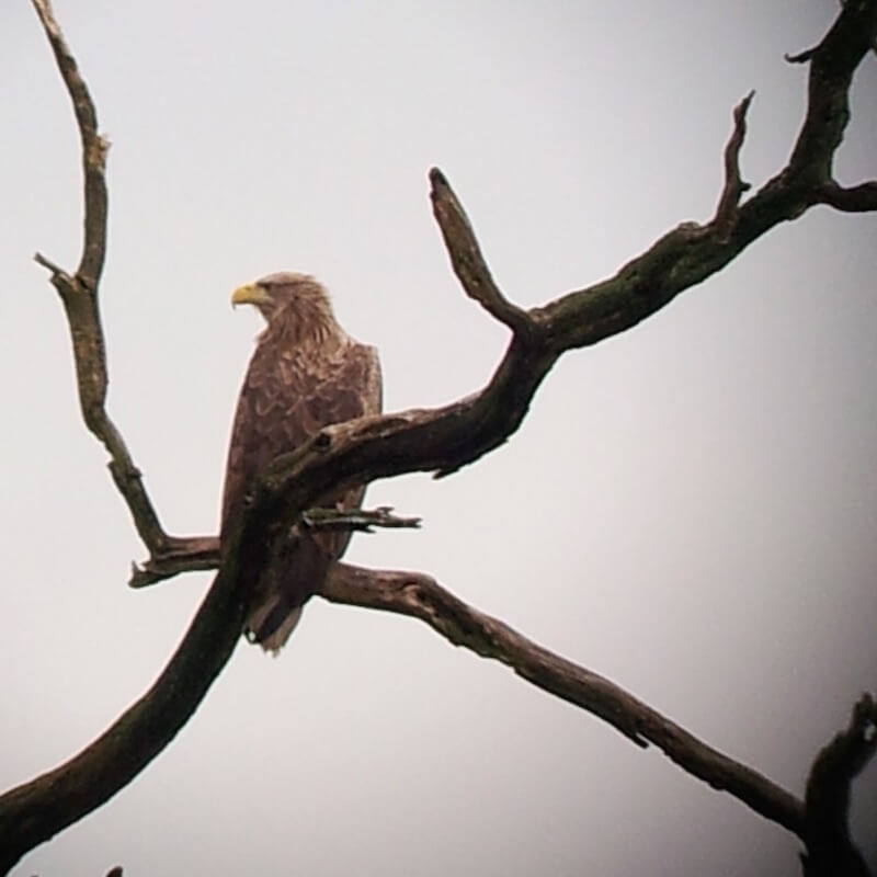 Digiscopy of a white-tailed eagle in a tree.