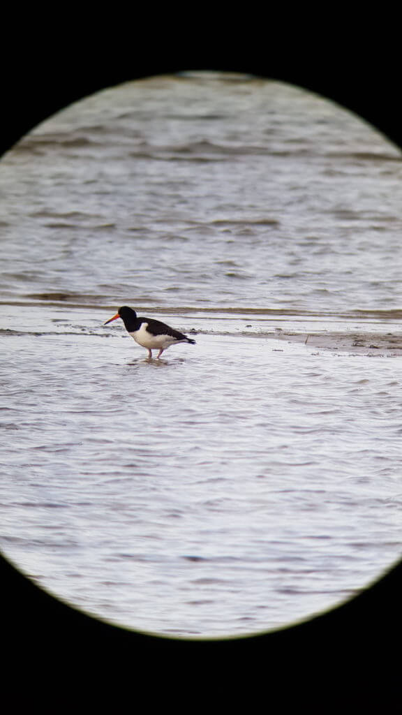 Photograph of an oystercatcher in the sea with a smartphone through a spotting scope.