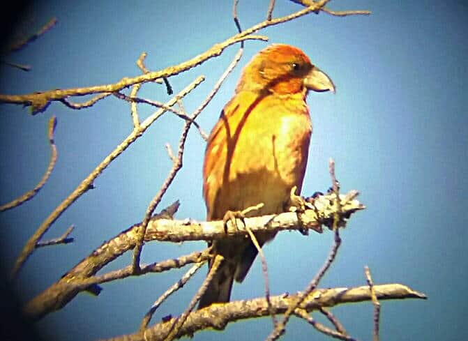 Bird watching through a spotting scope - a spruce crossbill in dry branches