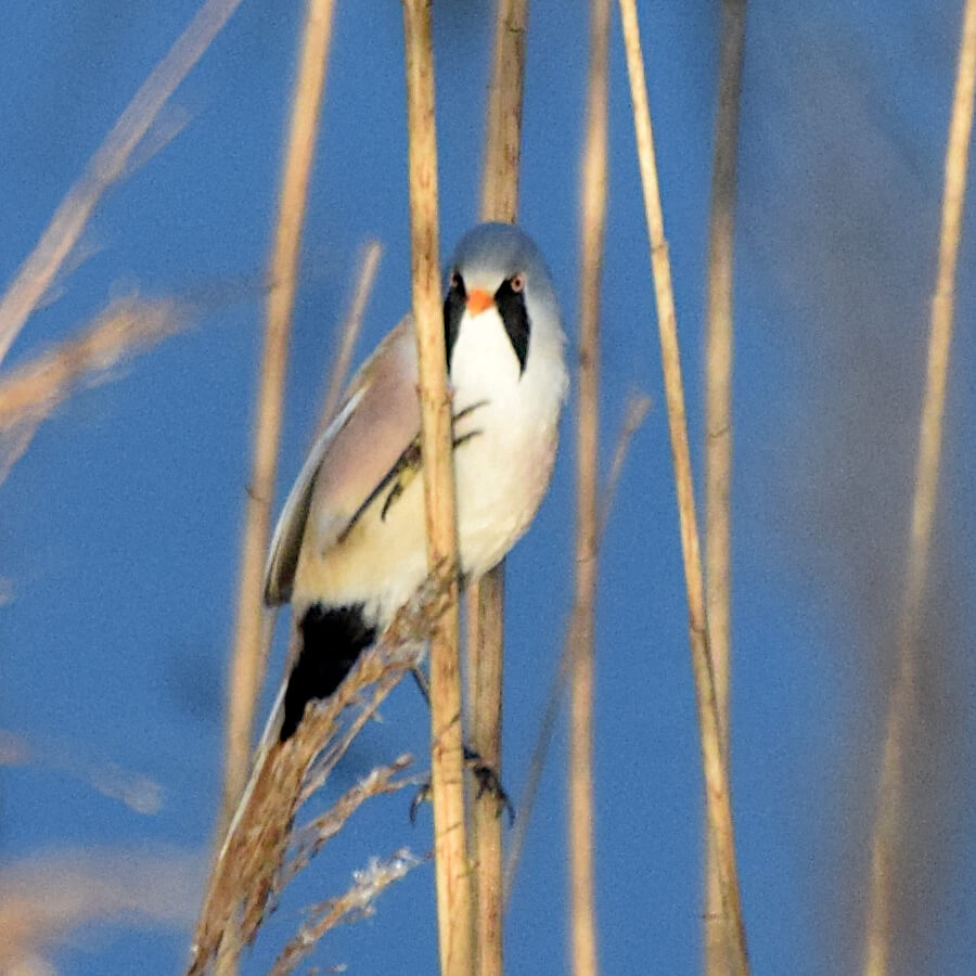 Mésange à moustaches (mâle) sur un roseau - Photographié à travers une longue-vue (Digiscopié)