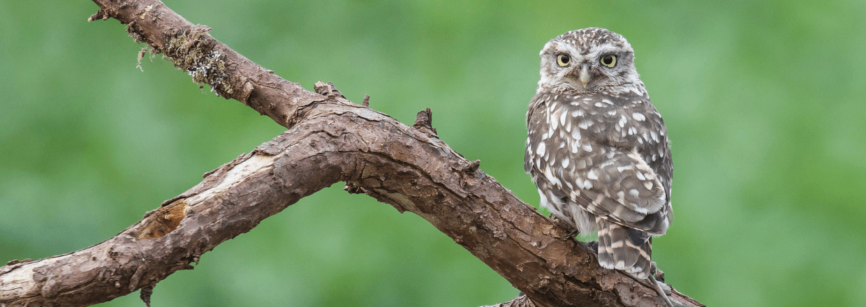 Digiscoping mit dem Spektiv: Ein Steinkauz