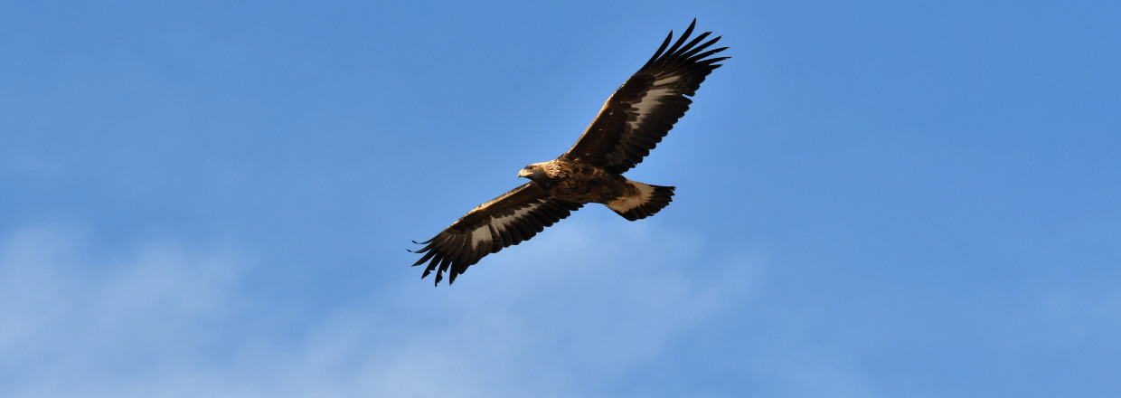 Beobachtung mit Lidl-Spektiv: Ein Steinadler