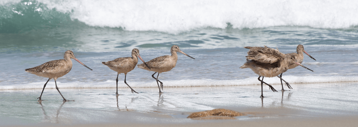 Beobachten mit Omegon Spektiv: Große Brachvögel am Meer