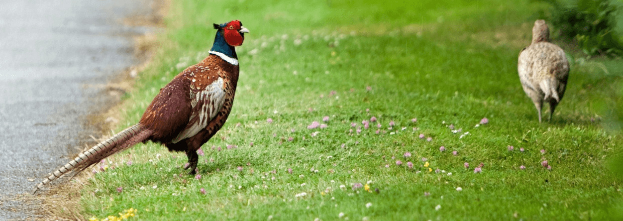 Spektive für die Jagd: Hier zwei Fasane.