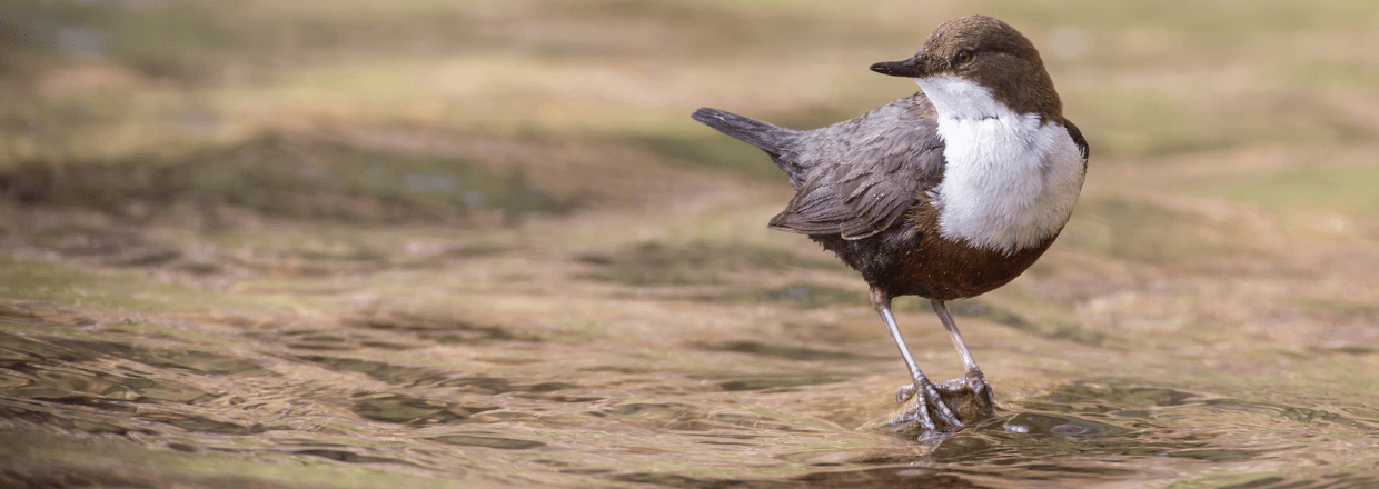 Spektiv Test für tolle Sichtungen wie diese: Eine Wasseramsel