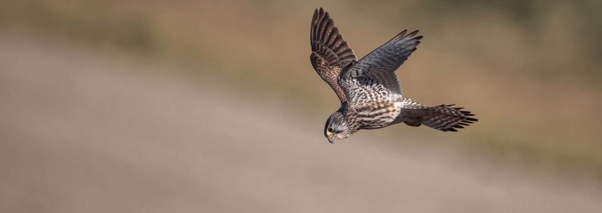 Turmfalke bei der jagd - auch gebrauchte Spektive ermöglichen tolle Beobachtungen