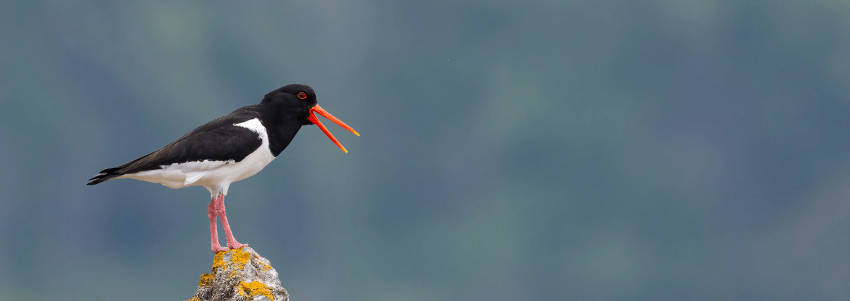 Oystercatcher through Bresser spotting scope.
