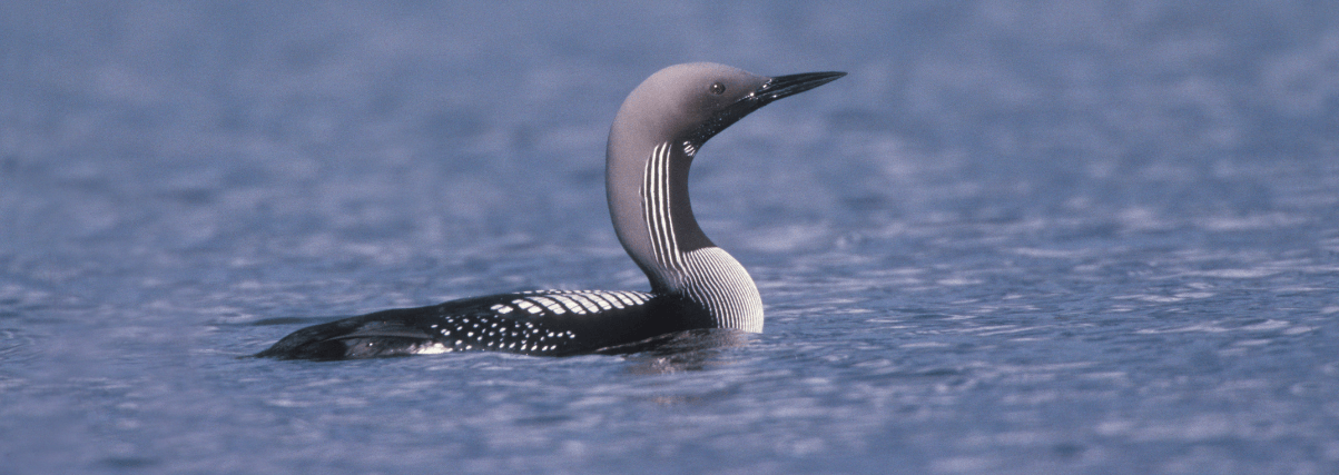 Black-throated diver through Leica Spotting Scope.