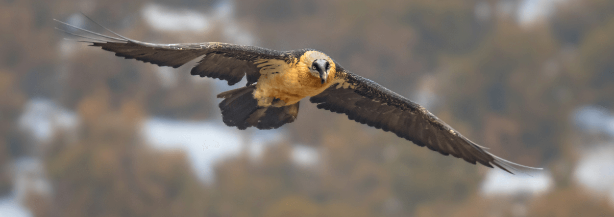 Bearded vulture through Meopta spotting scope.