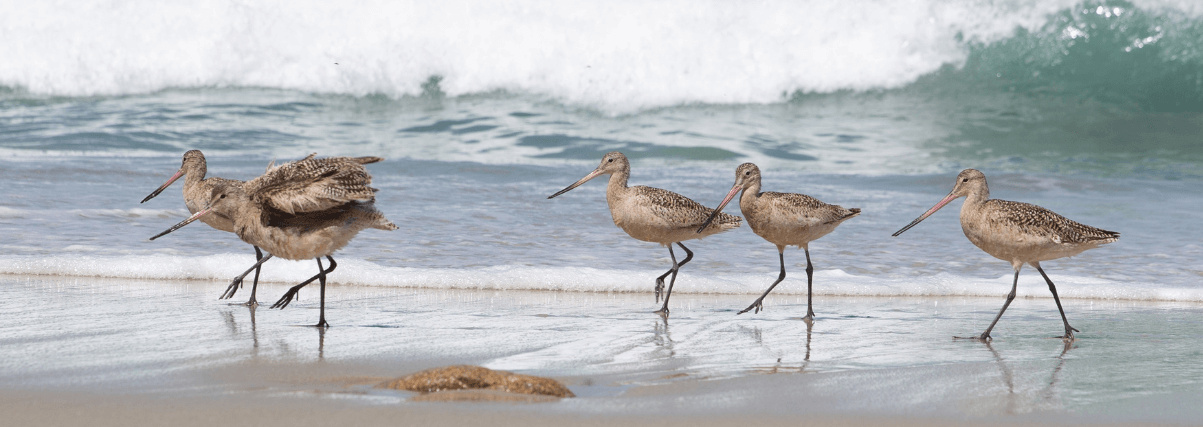 Curlews through Omegon spotting scope.