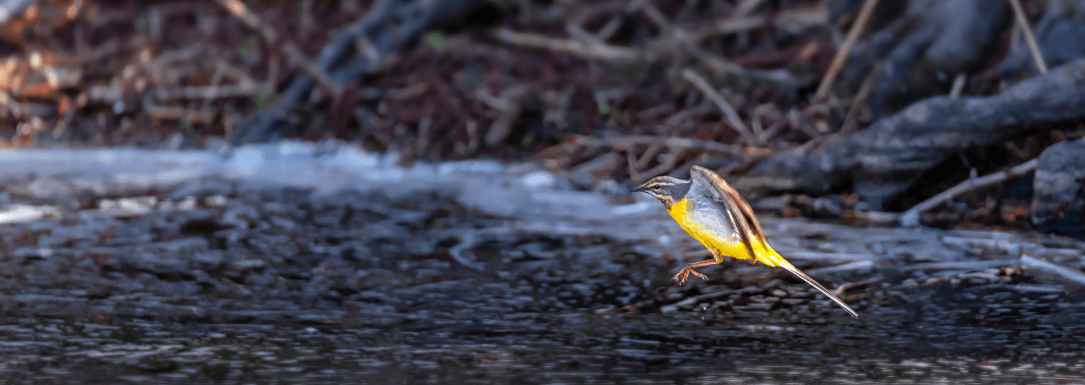 Grey wagtail, photographed with the help of a smartphone adapter for spotting scopes.