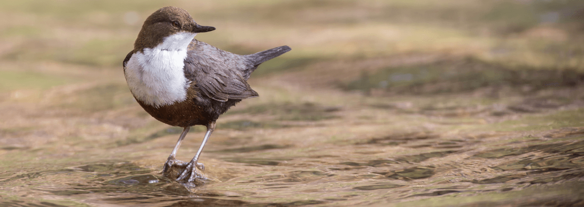 Spotting scope test, so that pictures like this dipper can be taken.