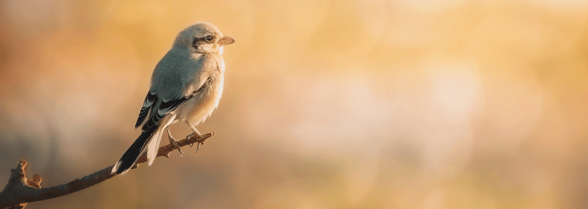 Red-backed shrike through a spotting scope.