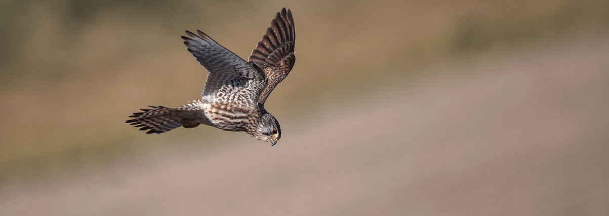 Kestrel through a second hand spotting scope.