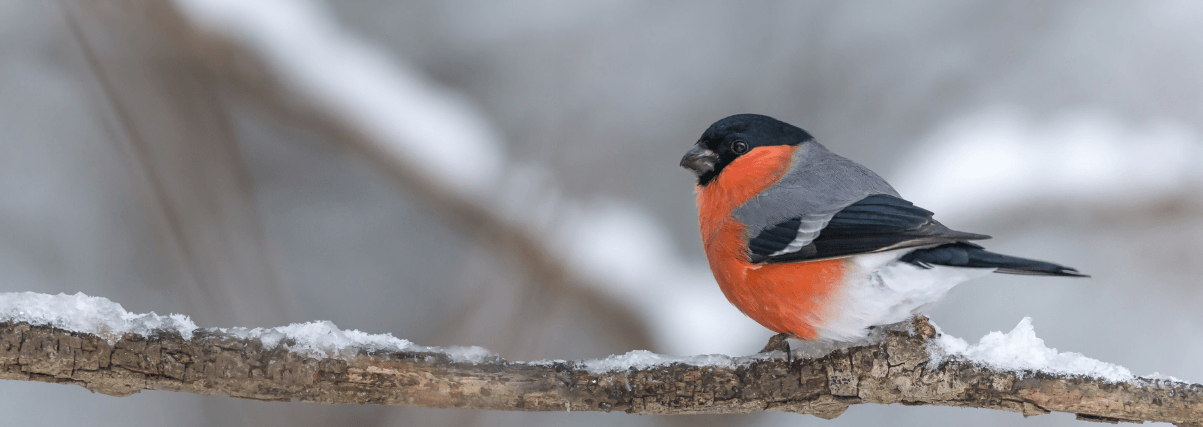 Bullfinch through a Vanguard Spotting Scope.