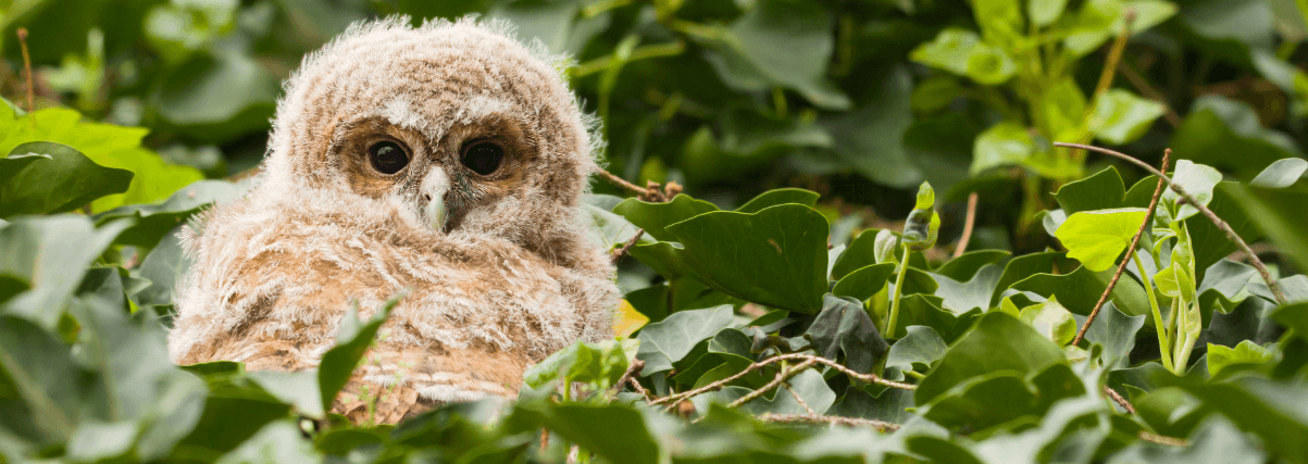 Young tawny owl through a Zeiss spotting scope.