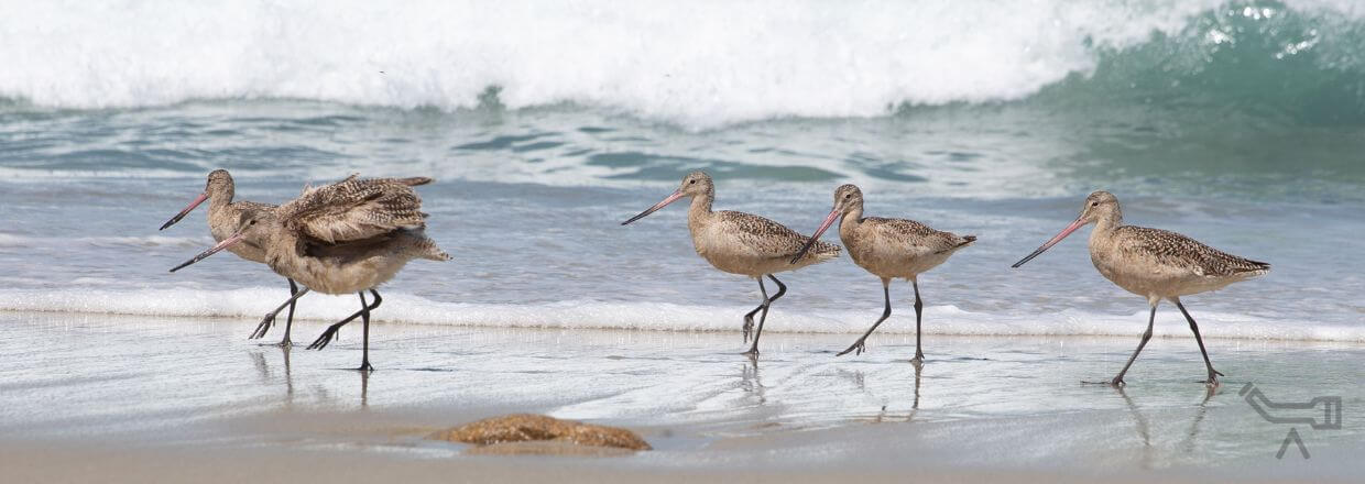 Courlis cendrés sur la plage - image symbolique pour les longues-vues Omegon