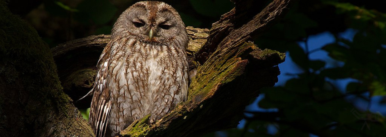 Waldkauz im Dunkeln - Symbolbild für Zeiss Terra ED Ferngläser