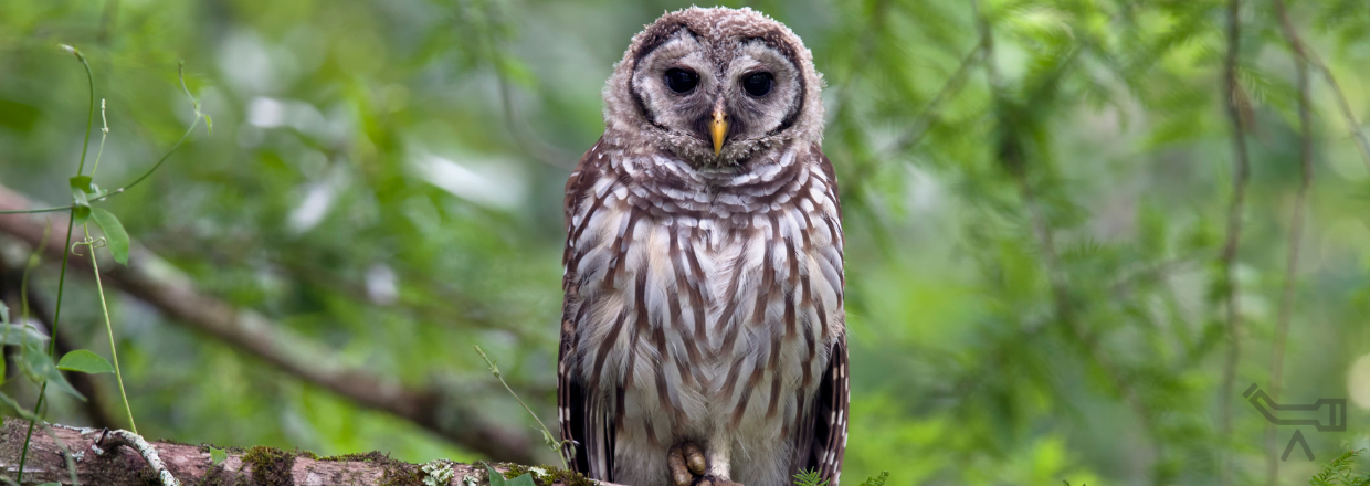 Zeiss Spektiv Dialyt - Waldkauz als Symbolbild