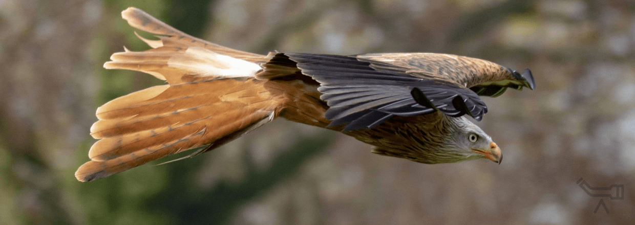 Kite Spotting Scopes - symbolized by a red kite.